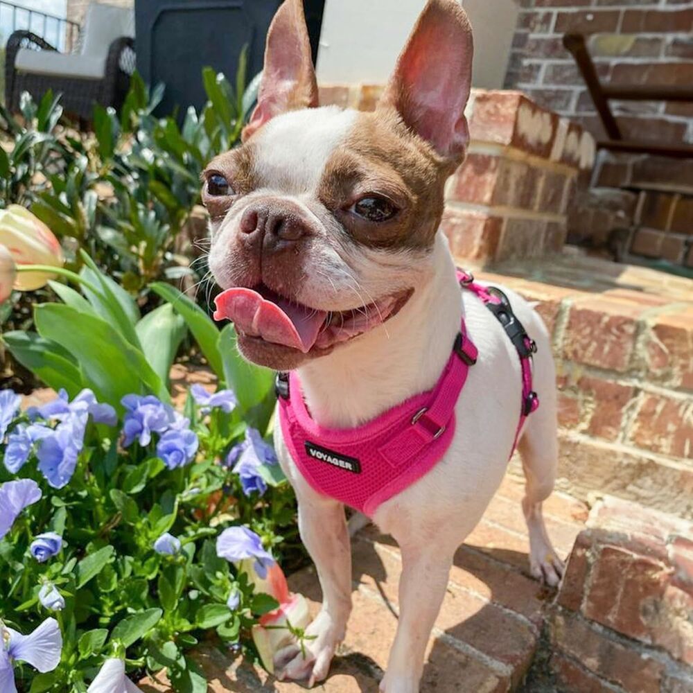 Voyager Step-In Flex Mesh Dog Harness Pink S, Adjustable